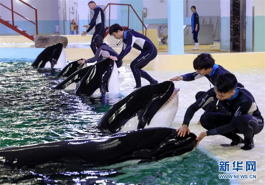 （社会）（1）中国首个“虎鲸繁育基地”在珠海长隆启用