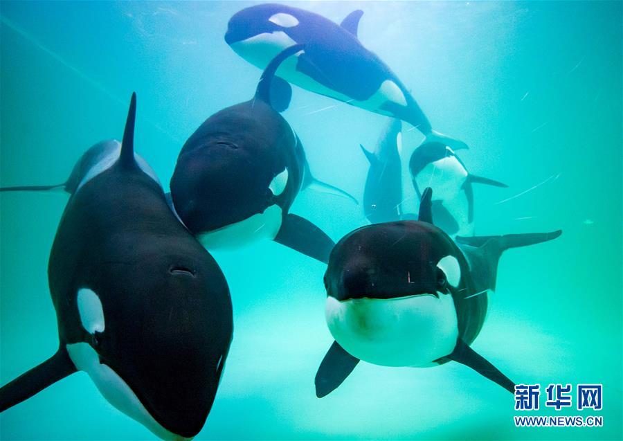 （社会）（4）中国首个“虎鲸繁育基地”在珠海长隆启用