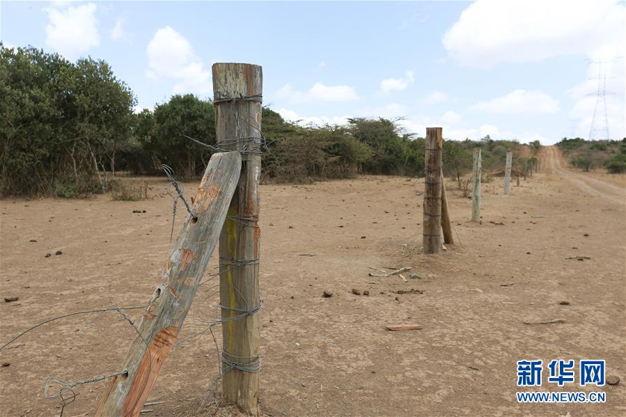 （國際）（1）肯尼亞非法放牧致野生動物死亡