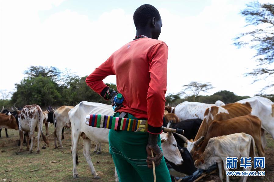 （国际）（2）肯尼亚非法放牧致野生动物死亡