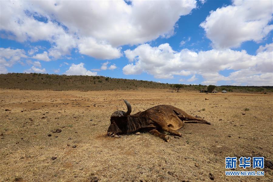 （國際）（3）肯尼亞非法放牧致野生動物死亡