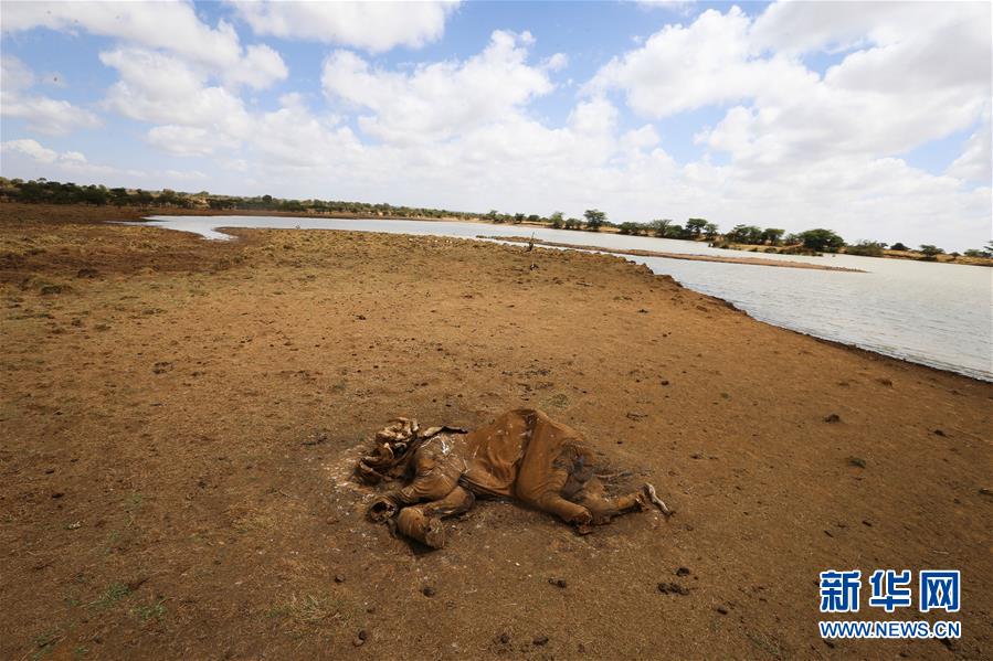 （國際）（4）肯尼亞非法放牧致野生動物死亡