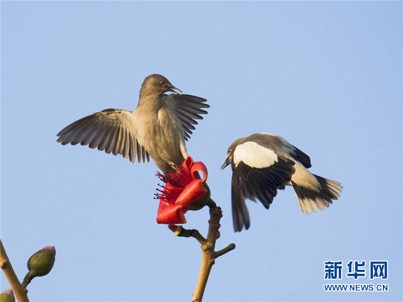 两只小鸟在木棉枝头互动逗趣.新华网发(马亮亮 摄)