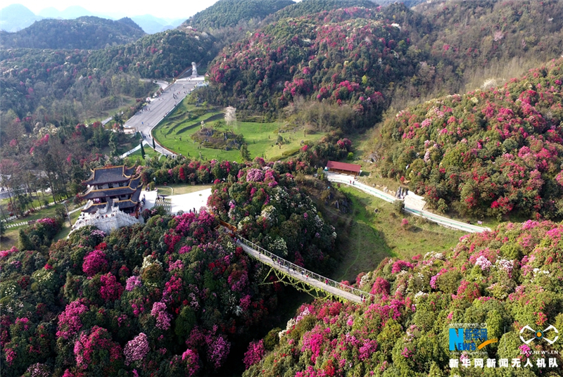 【"飞阅"中国】航拍贵州百裏杜鹃花海