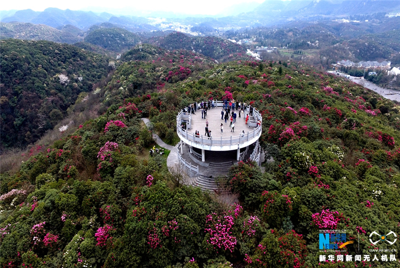 【"飞阅"中国】航拍贵州百裏杜鹃花海