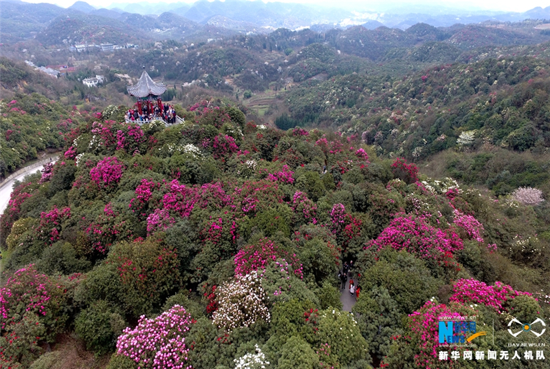 【"飞阅"中国】航拍贵州百裏杜鹃花海