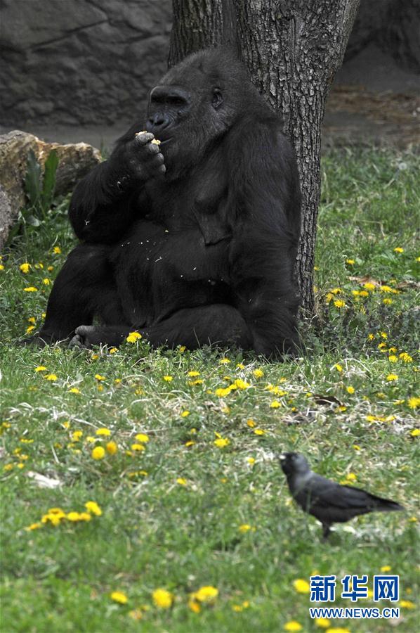 [3]（外代二线）大猩猩莉泽尔的40岁生日