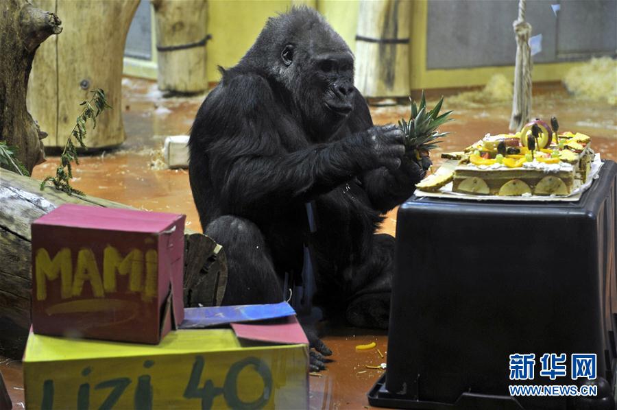 [4]（外代二线）大猩猩莉泽尔的40岁生日