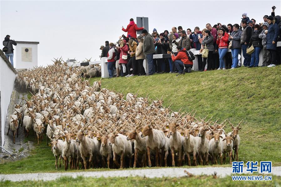 [1]（外代二线）群羊迁徙