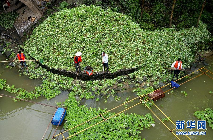 #（环境）（4）广西柳州清理水浮莲保护水环境