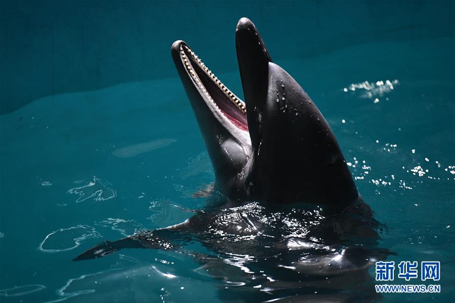 （社会）（1）两头宽吻海豚“定居”哈尔滨