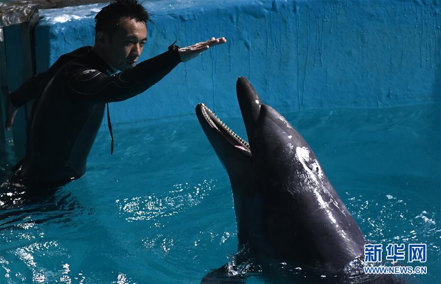 （社会）（3）两头宽吻海豚“定居”哈尔滨