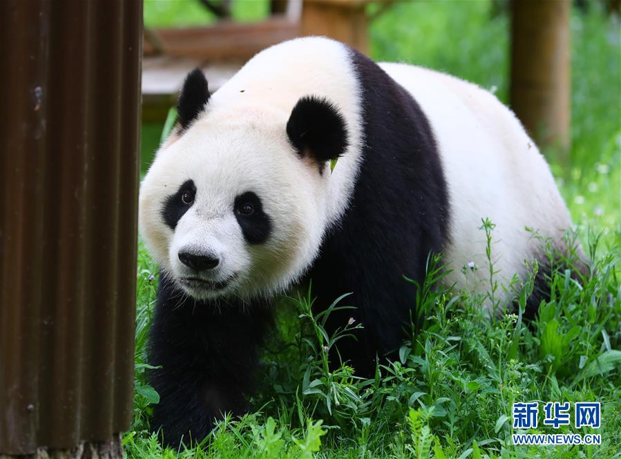 （国际）（7）旅荷大熊猫“星雅”“武雯”首次公开亮相