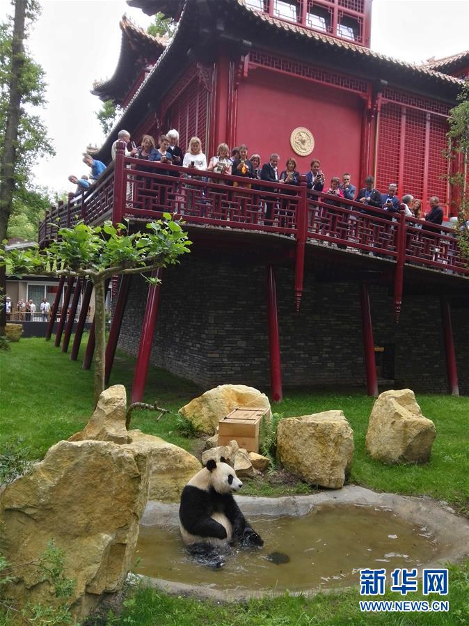（国际）（1）旅荷大熊猫“星雅”“武雯”首次公开亮相