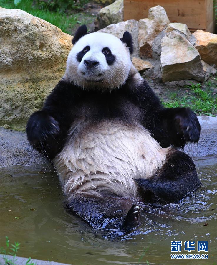 （国际）（4）旅荷大熊猫“星雅”“武雯”首次公开亮相