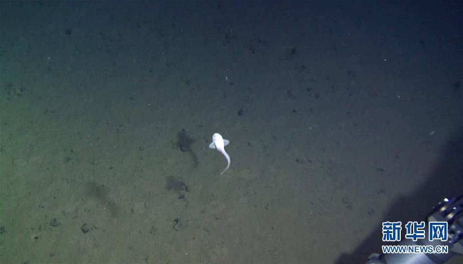 （“蛟龍”潛深淵·圖文互動）（3）6600米太平洋深淵區大型動物見聞