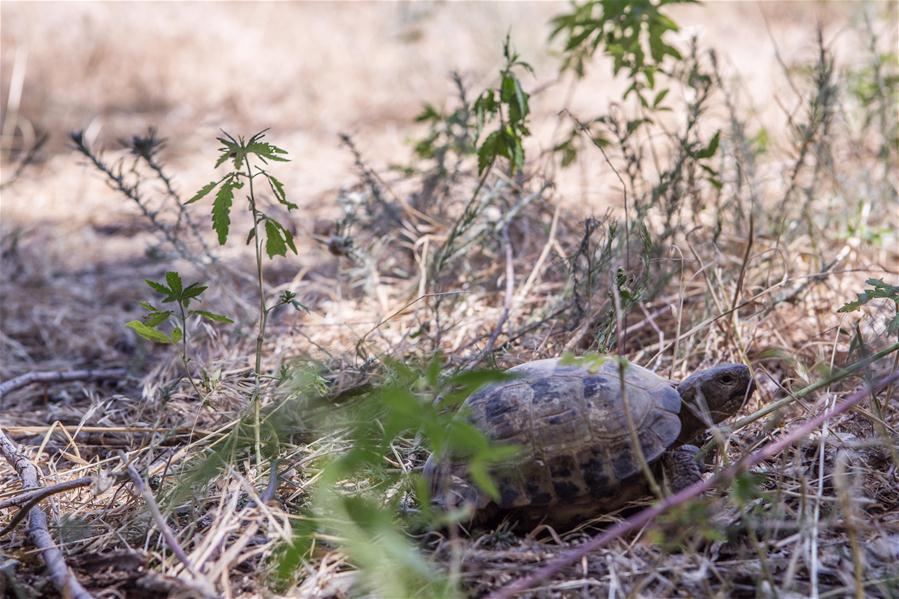 （环境）（2）中国保护饲养珍稀濒危物种四爪陆龟数量增至千只