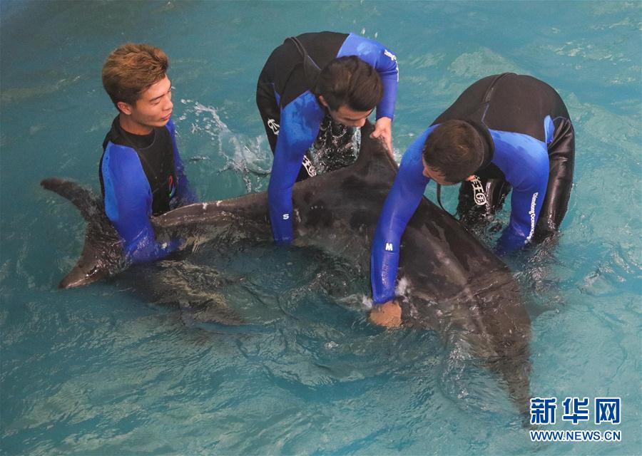（社会）（1）搁浅“病危”海豚经救治康复被放归大海