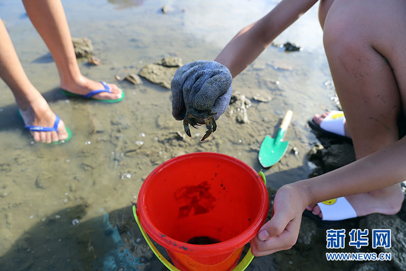 游客戴着厚手套在泥滩里抓螃蟹.新华网 周淑仪 摄