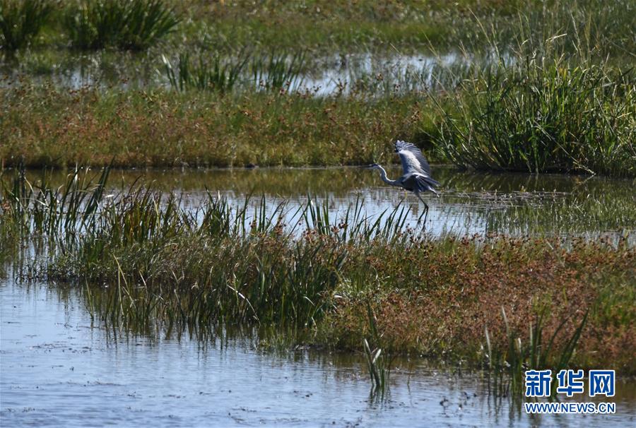 （环境）（2）南迁候鸟陆续飞抵莫莫格湿地