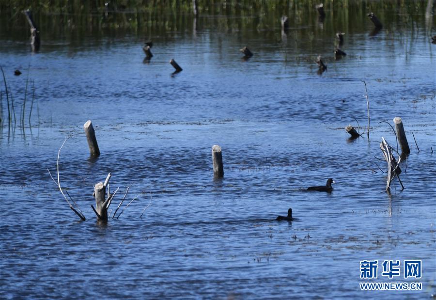 （环境）（5）南迁候鸟陆续飞抵莫莫格湿地