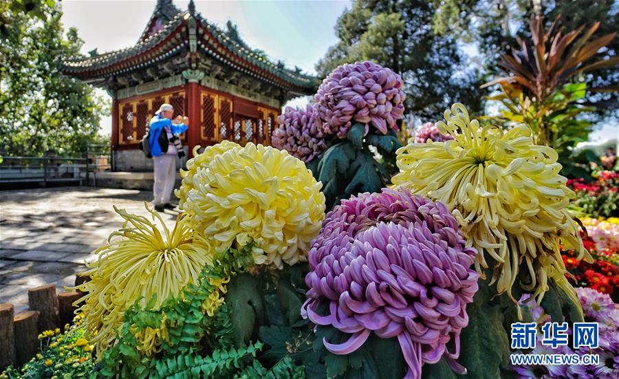 （社会）（3）北京：又到金秋赏菊时节