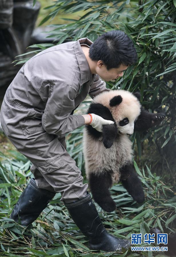 （社会）（1）中国大熊猫保护研究中心2017年繁育大熊猫幼仔42只