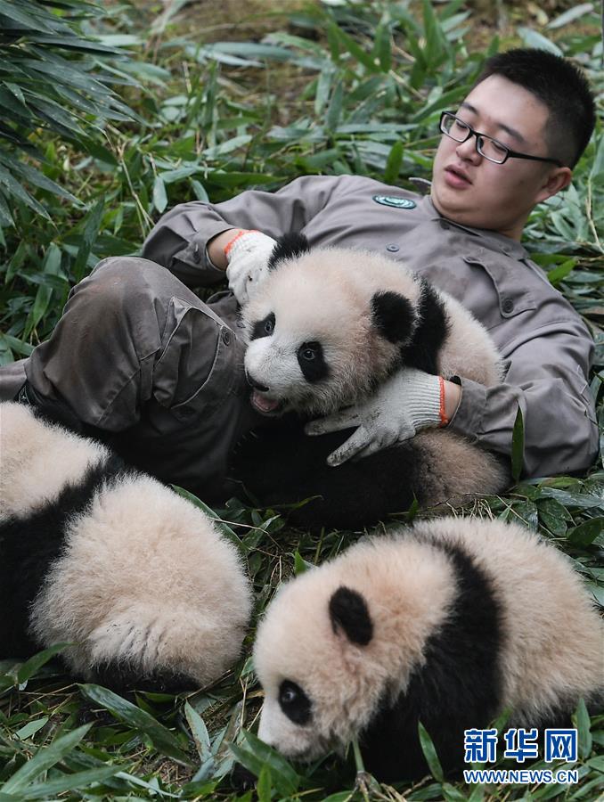 （社会）（3）中国大熊猫保护研究中心2017年繁育大熊猫幼仔42只
