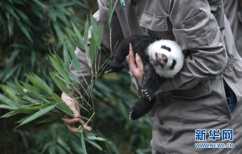 （社会）（4）中国大熊猫保护研究中心2017年繁育大熊猫幼仔42只