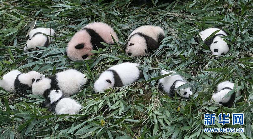 （社会）（5）中国大熊猫保护研究中心2017年繁育大熊猫幼仔42只