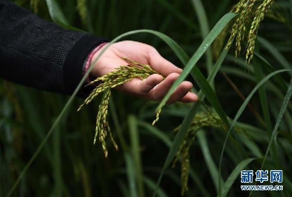 （图文互动）（2）“巨型稻”2.2米高 中科院推出高产水稻新种质