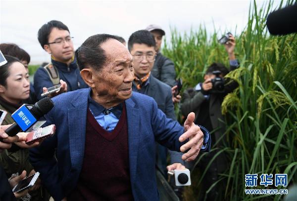 （圖文互動）（3）“巨型稻”2.2米高 中科院推出高産水稻新種質