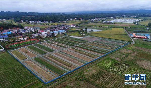 （圖文互動）（4）“巨型稻”2.2米高 中科院推出高産水稻新種質