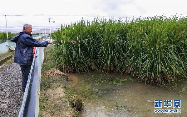 （图文互动）（5）“巨型稻”2.2米高 中科院推出高产水稻新种质