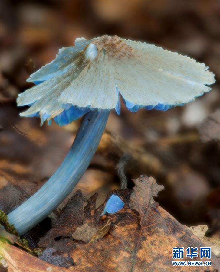 （图文互动）（1）云南发现一蓝色蘑菇新种