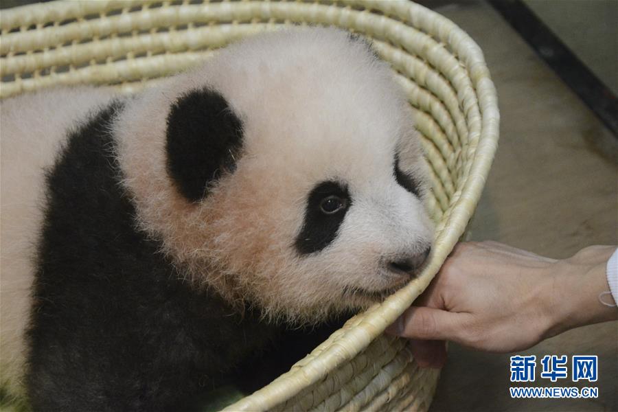 （国际·年终报道）（7）萌动全球的大熊猫