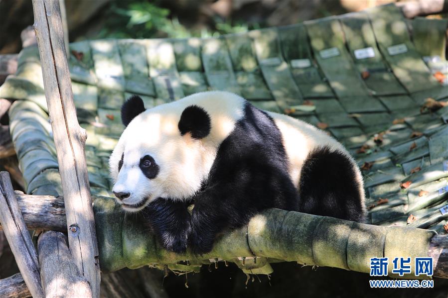（國際·年終報道）（12）萌動全球的大熊貓