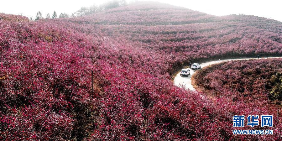 #（环境）（3）安徽庐江：蓝莓入冬时 红叶满山坡
