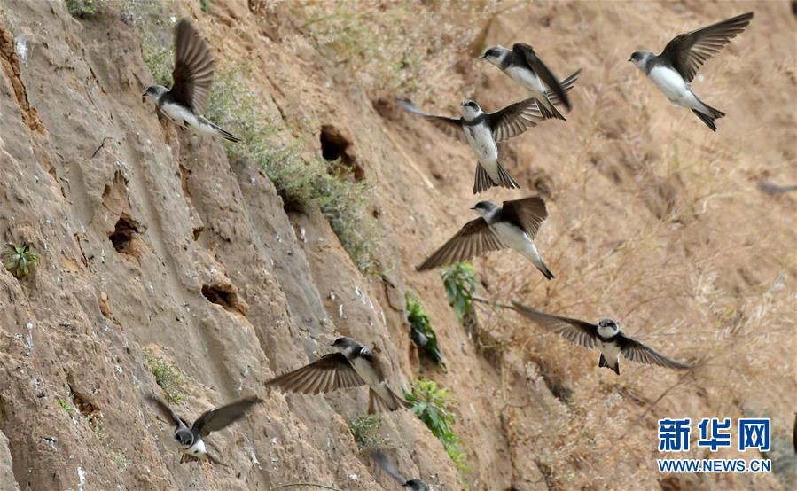 （生態）（2）河南一工地停工 護數千只崖沙燕築巢