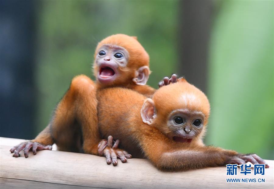（环境）（2）广州：珍稀黑叶猴诞下龙凤胎