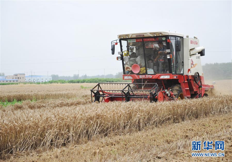 #（经济）（3）全国大规模小麦跨区机收全面展开 