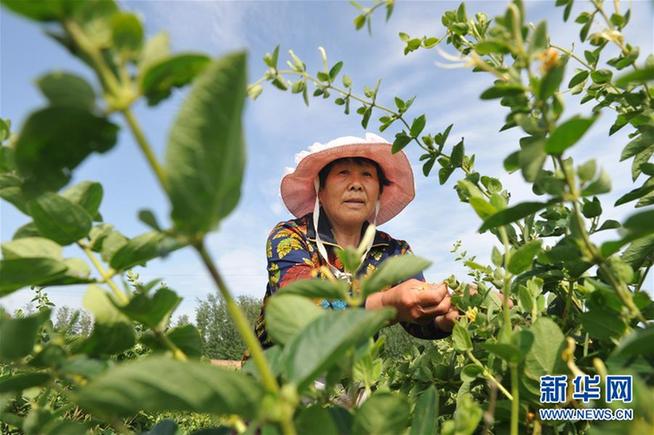 （經濟）（3）河北吳橋：特色農業助力精準扶貧