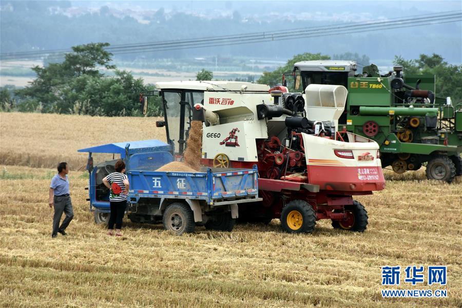 （经济）（2）陕西：1590万亩小麦开始全面收割