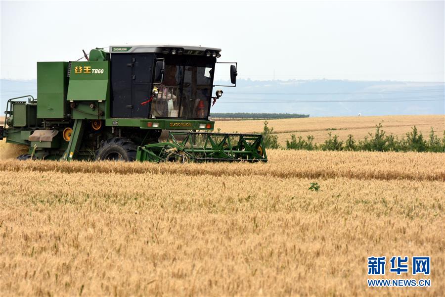 （经济）（4）陕西：1590万亩小麦开始全面收割