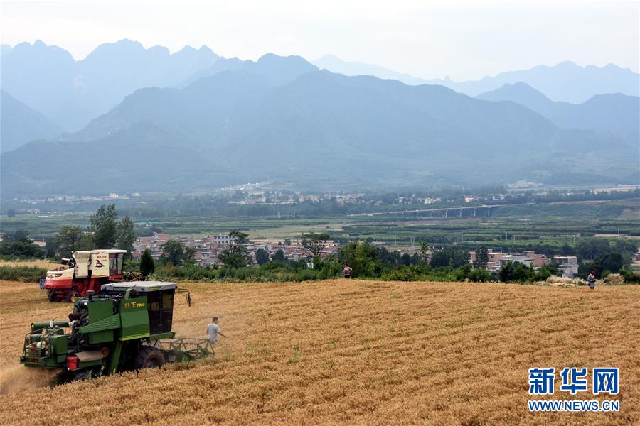 （经济）（5）陕西：1590万亩小麦开始全面收割