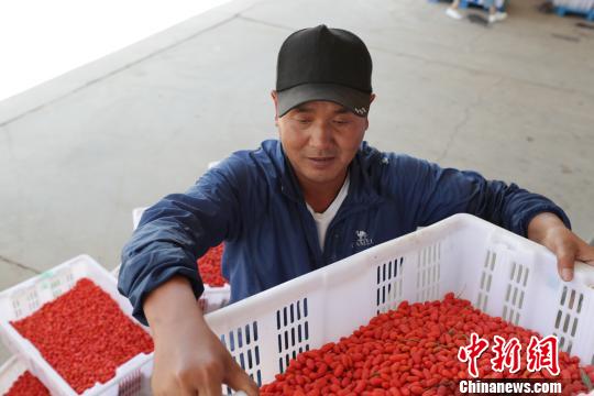 宁夏：枸杞产业帮助村民摘掉“穷帽子”