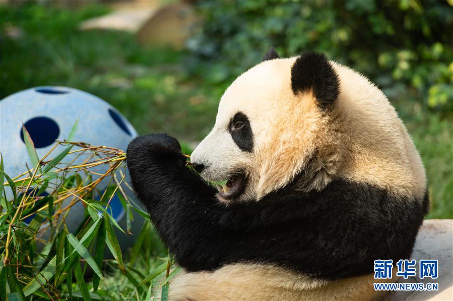 （社會）（2）澳門大熊貓“健健”“康康”迎來2周歲生日