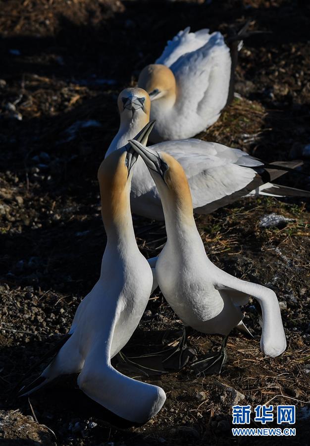 （國際）（4）塘鵝的“戀愛季節”