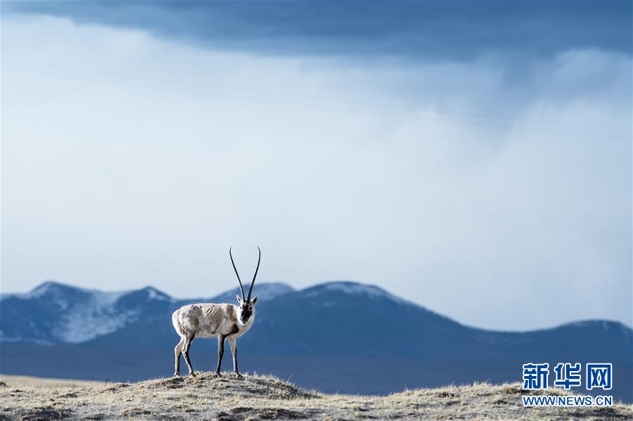 （环境）（12）白皮书：青藏高原地区仍然是地球上最洁净的地区之一