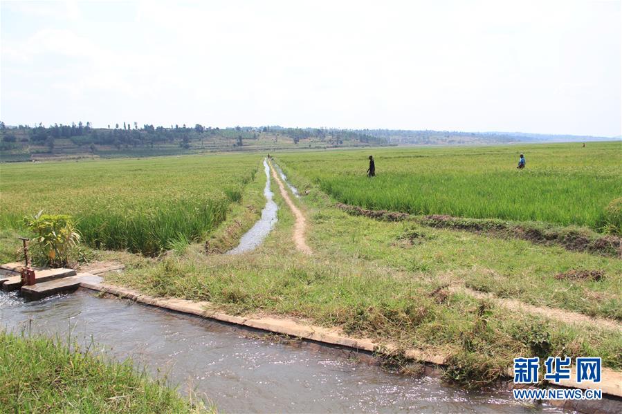 （国际·出访配合）（1）中国企业助力卢旺达农田水利建设